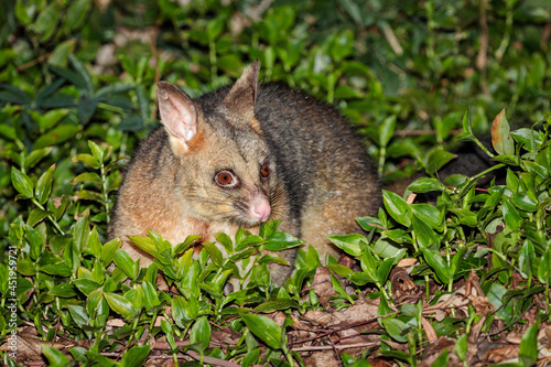 Brushtail Possum on the ground, Hughes, ACT, August 2021 photo