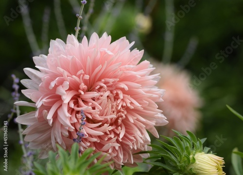 Powder pink aster and perovskia flowers in summer garden.
