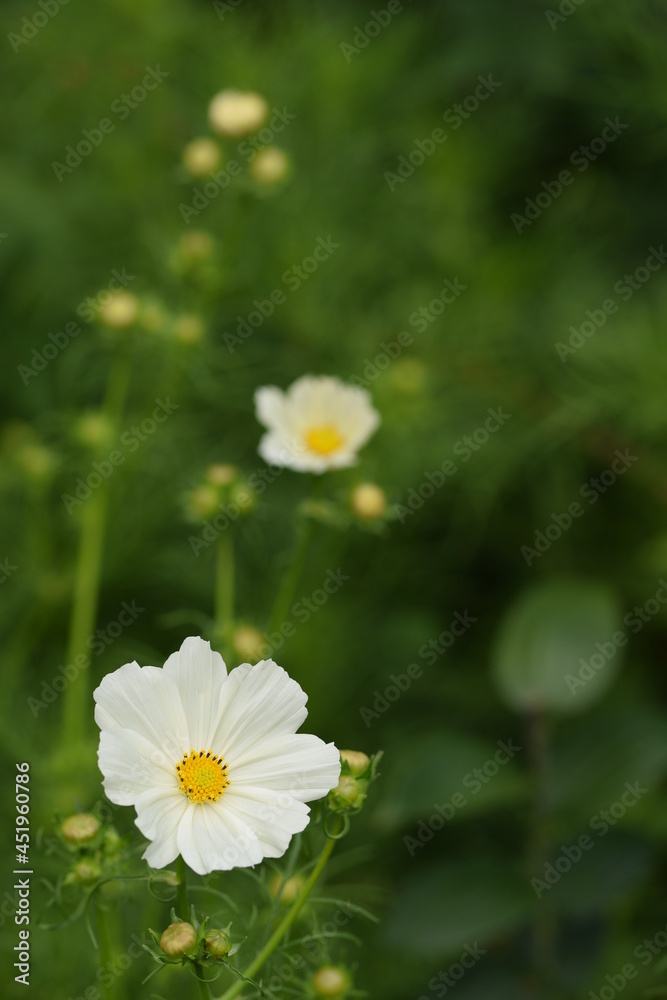 Cosmos bipinnatus white flowers on bokeh green gaden. Cosmos bipinnatus white flowers on bokeh green gaden.
