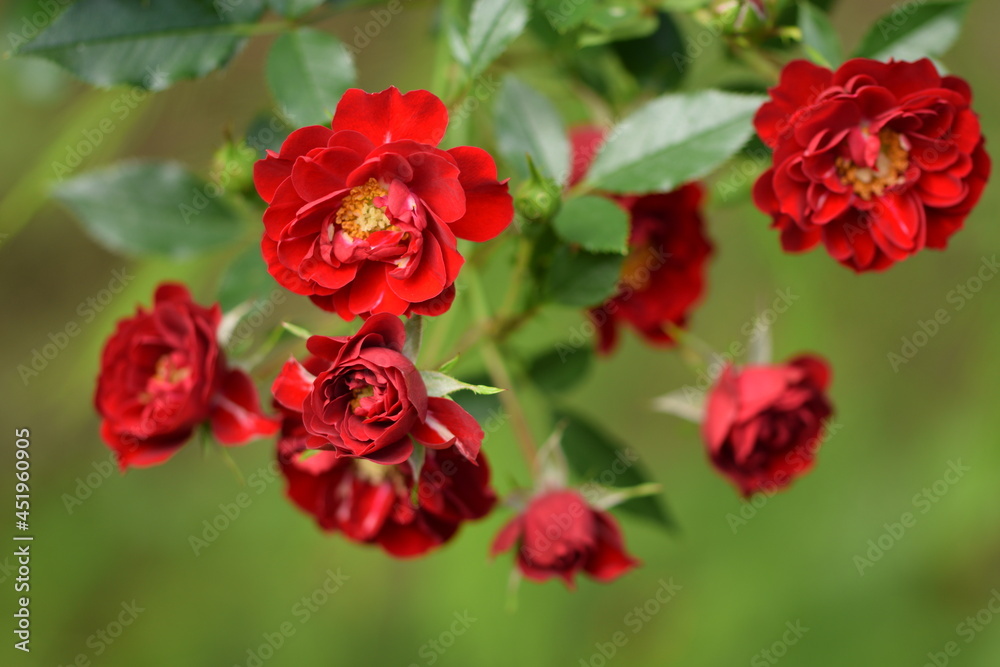 Beautiful red rose with yellow middle, red roses on green bokeh background. Beautiful red rose with yellow middle, red roses on green bokeh background.