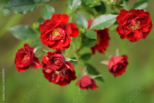 Beautiful red rose with yellow middle, red roses on green bokeh background.
