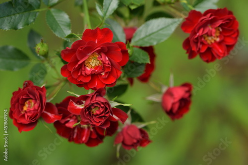 Beautiful red rose with yellow middle, ground cover rose.
