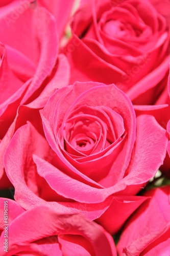 close up of pink roses