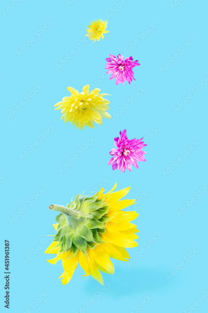 Creative arrangement with various spring flowers against pastel blue background. Minimal nature concept.