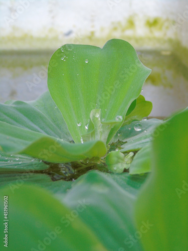 
a green water hyacinth on the water 