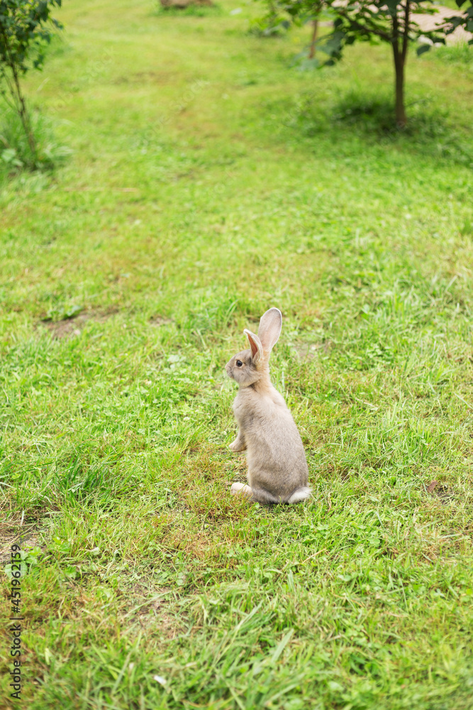 Cute young gray rabbit sat up on hind legs in the park at a Summer's evening. Bunny is very alert. Landscape. Blurred background with copy space. Cute young gray rabbit sat up on hind legs in the park at a Summer's evening. Bunny is very alert. Landscape. Blurred background with copy space.