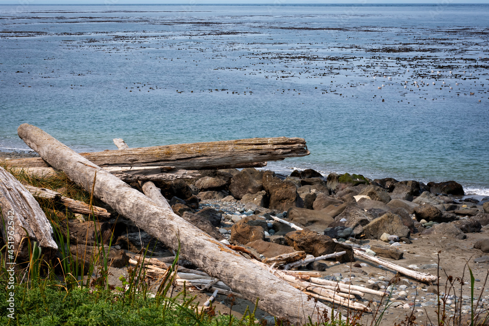 driftwood on the beach near Port Townsend, Washington