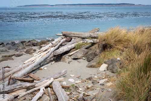 driftwood on the beach near Port Townsend, Washington © Laura