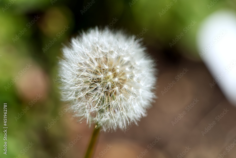 white fluffy dandelion Taraxacum officinale on a green and brown blurred background. close up white fluffy dandelion Taraxacum officinale on a green and brown blurred background. close up
