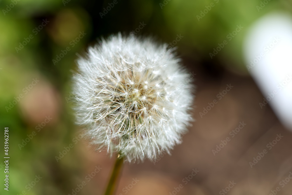 white fluffy dandelion Taraxacum officinale on a green and brown blurred background. close up