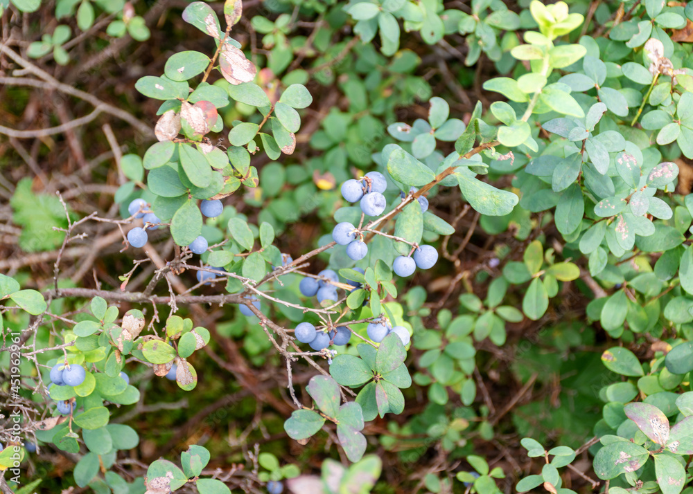 blueberry bush, blue berries, bog vegetation, pine forest blueberry bush, blue berries, bog vegetation, pine forest