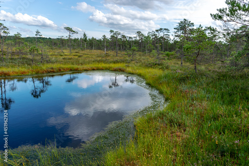 bog landscape with bog trees, lake, grass and moss. Cloud reflections on the surface of the lake, a step on the bog, autumn colors decorate the bog vegetation