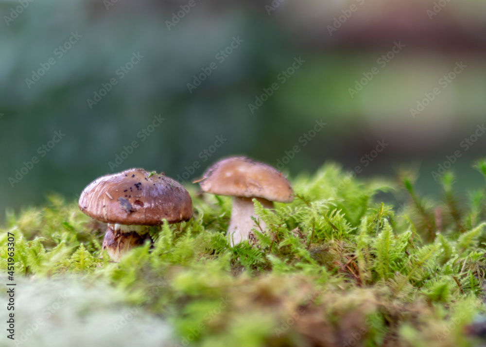 mushrooms on a natural background of moss and grass, autumn harvest time, mushroom collection in autumn, preparation of mushrooms for eating mushrooms on a natural background of moss and grass, autumn harvest time, mushroom collection in autumn, preparation of mushrooms for eating