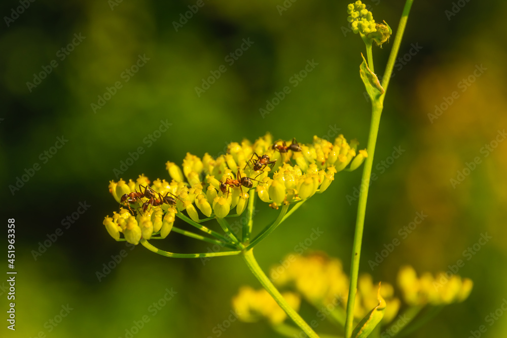 ants collect dew and nectar from field plants ants collect dew and nectar from field plants