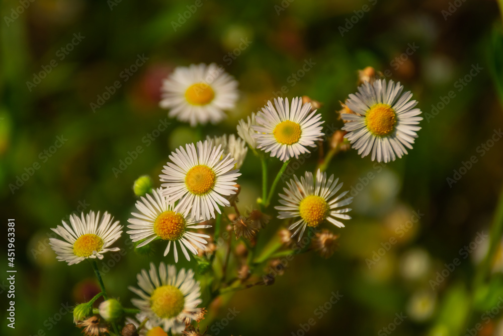 fading daisies in a clearing in the woods fading daisies in a clearing in the woods