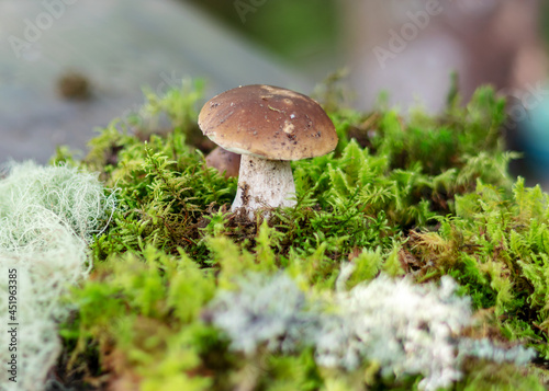 mushrooms on a natural background of moss and grass, autumn harvest time, mushroom collection in autumn, preparation of mushrooms for eating