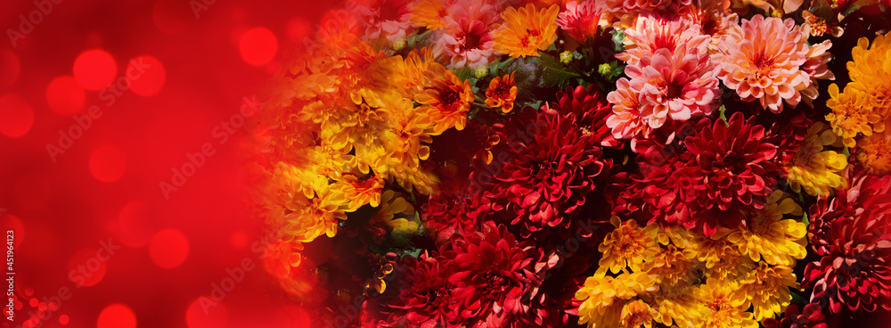 chrysanthemum flowers - floral summer autumn background banner- greeting card, birthday, wedding decoration