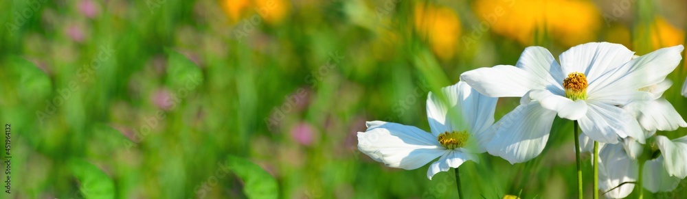 Fototapeta premium white cosmos flowers in summer meadow 