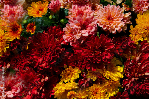 chrysanthemum flowers - flo...