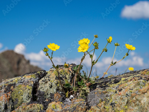 Selectiv focus. Abstract natural background with yellow mountain flowers against a blue sky with white cumulus clouds. Copy space.