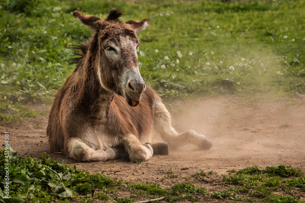 Fototapeta premium Lying donkey rolling in the dust