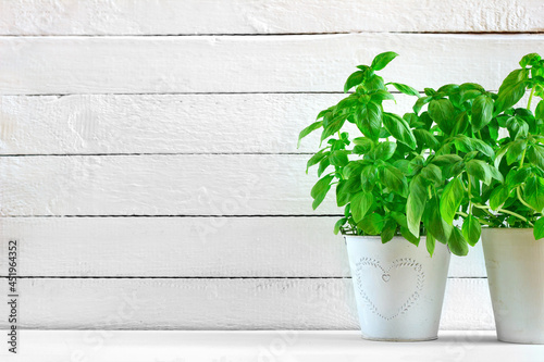 Basil in a pot on a background of white boards © Monika