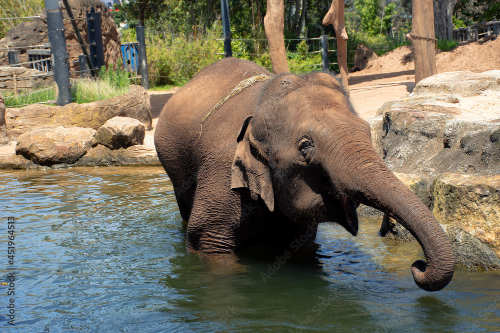 Fototapeta premium elephant in the zoo