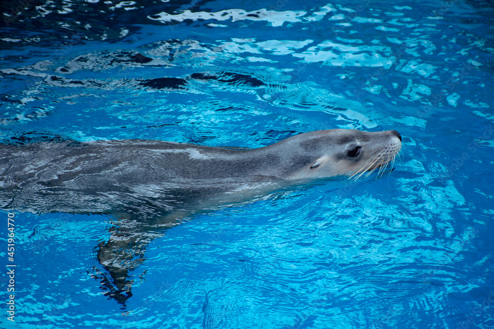 Obraz premium seal in water