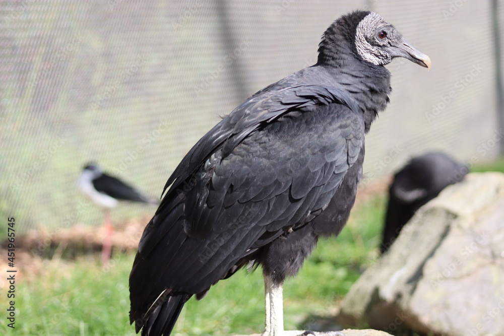 Naklejka premium Black Vulture