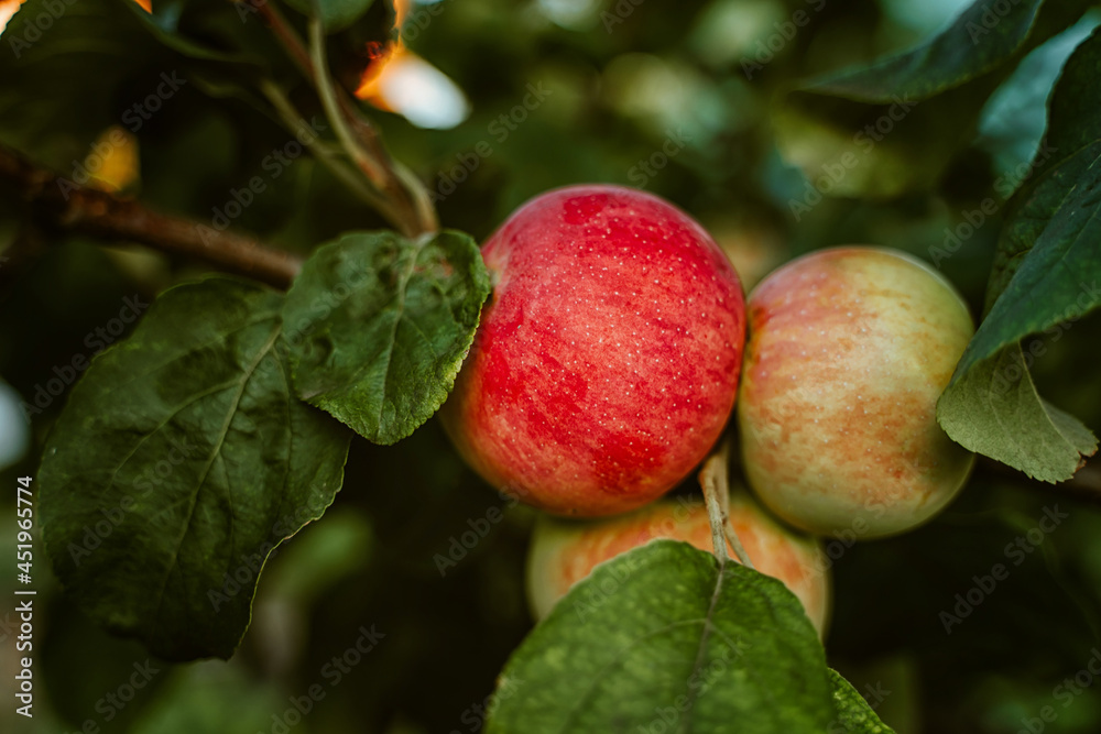 Apples on a tree in the garden. Harvest season Apples on a tree in the garden. Harvest season