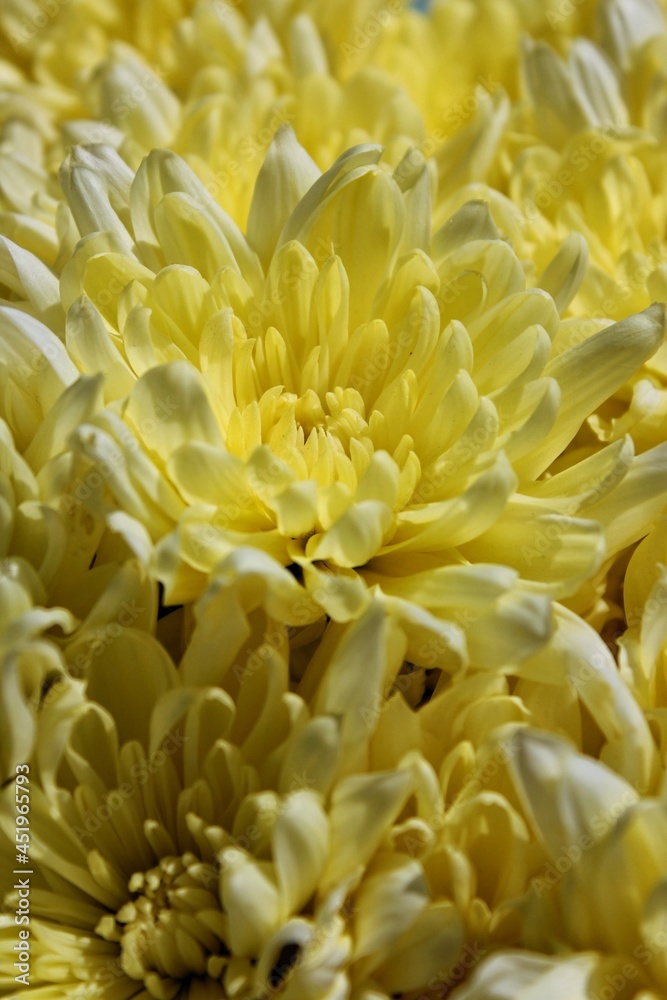 Bright yellow Chrysanthemum in full bloom on a beautiful sunny summer day. Bright yellow Chrysanthemum in full bloom on a beautiful sunny summer day.