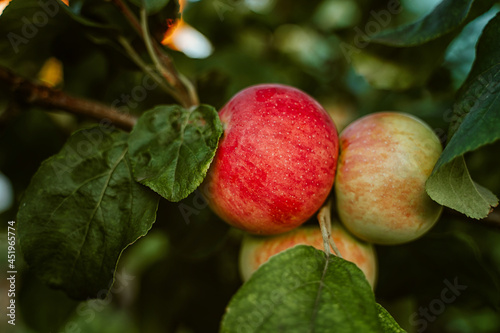 Apples on a tree in the garden. Harvest season