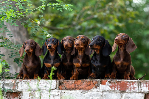 Many dachshunds on one picture. dachshund family