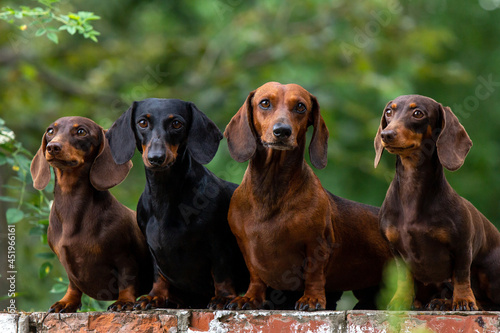 Cuadro en lienzo Many dachshunds on one picture. dachshund family
