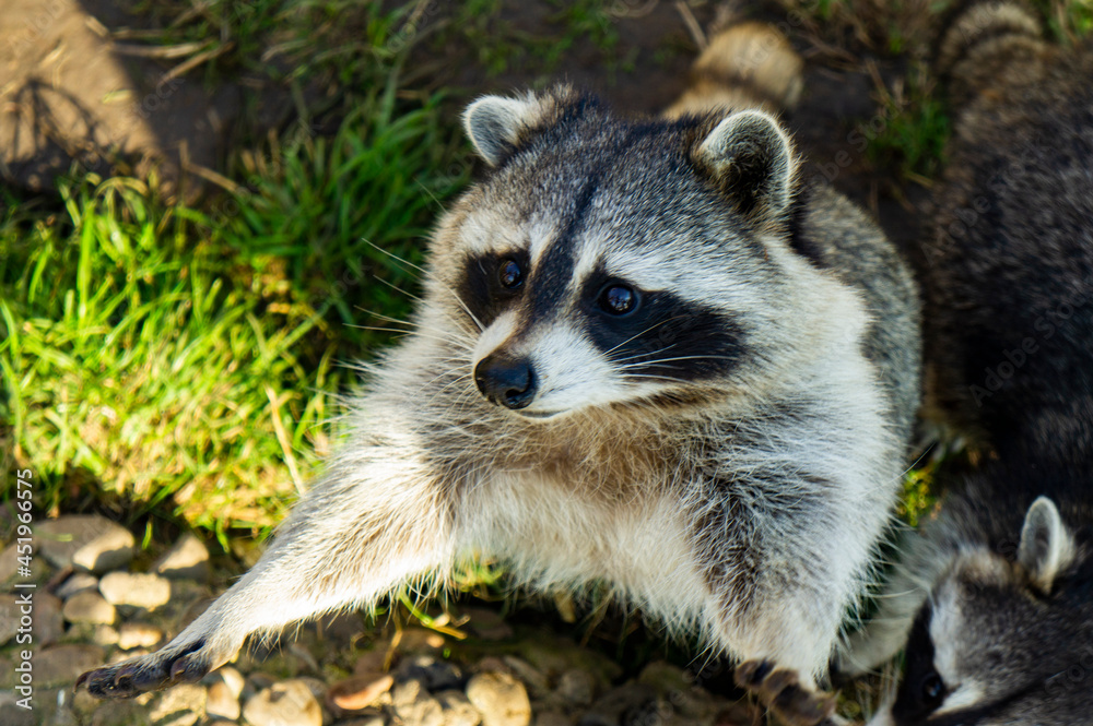 Cute fluffy raccoon close up in the park