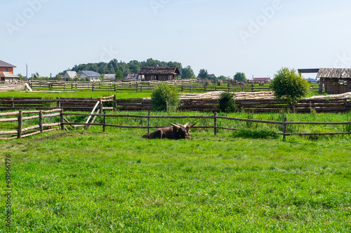 Black big domestic yaks in the park at the zoo