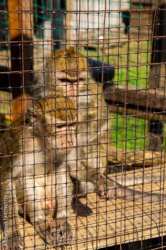 Sad monkey macaque sit in a cage at the zoo © Payllik