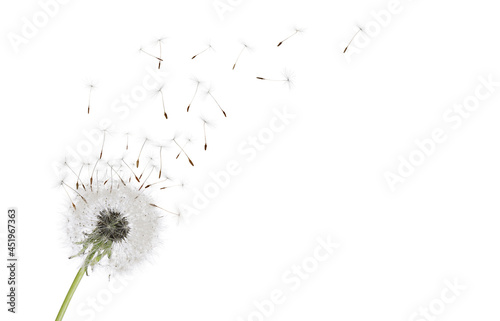 Fototapeta Naklejka Na Ścianę i Meble -  Beautiful puffy dandelion blowball and flying seeds on white background