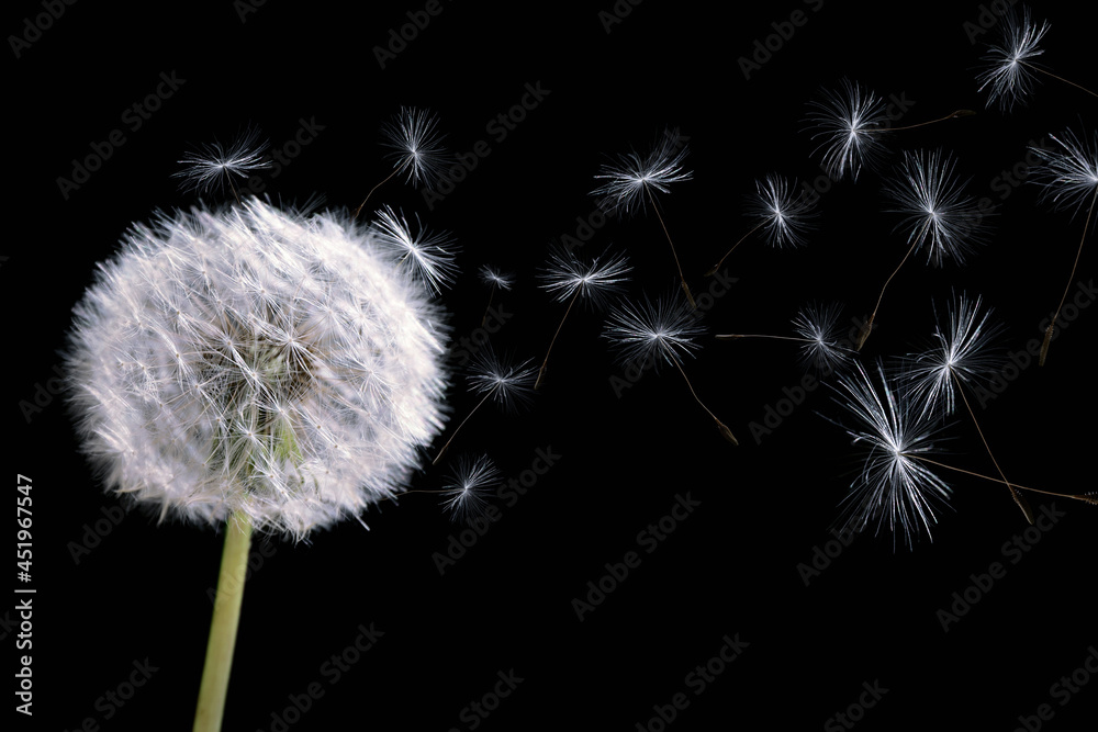 Fototapeta premium Beautiful puffy dandelion blowball and flying seeds on black background