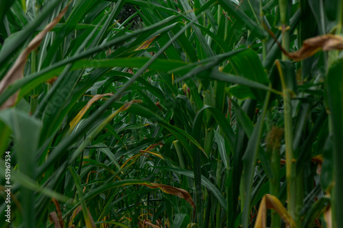 ordinary stones just lie in the grass