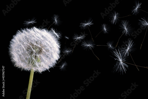 Beautiful puffy dandelion blowball and flying seeds on black background