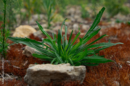 textures of nature grow right by the road