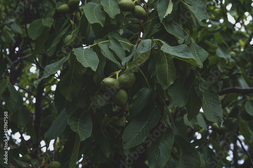 walnuts ripen on branches in the summer sun