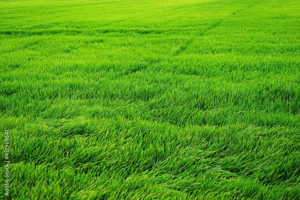 The bright green rice fields were being blown by the wind. The bright green rice fields were being blown by the wind.
