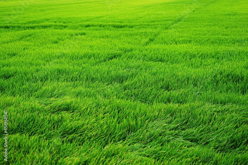 The bright green rice fields were being blown by the wind.