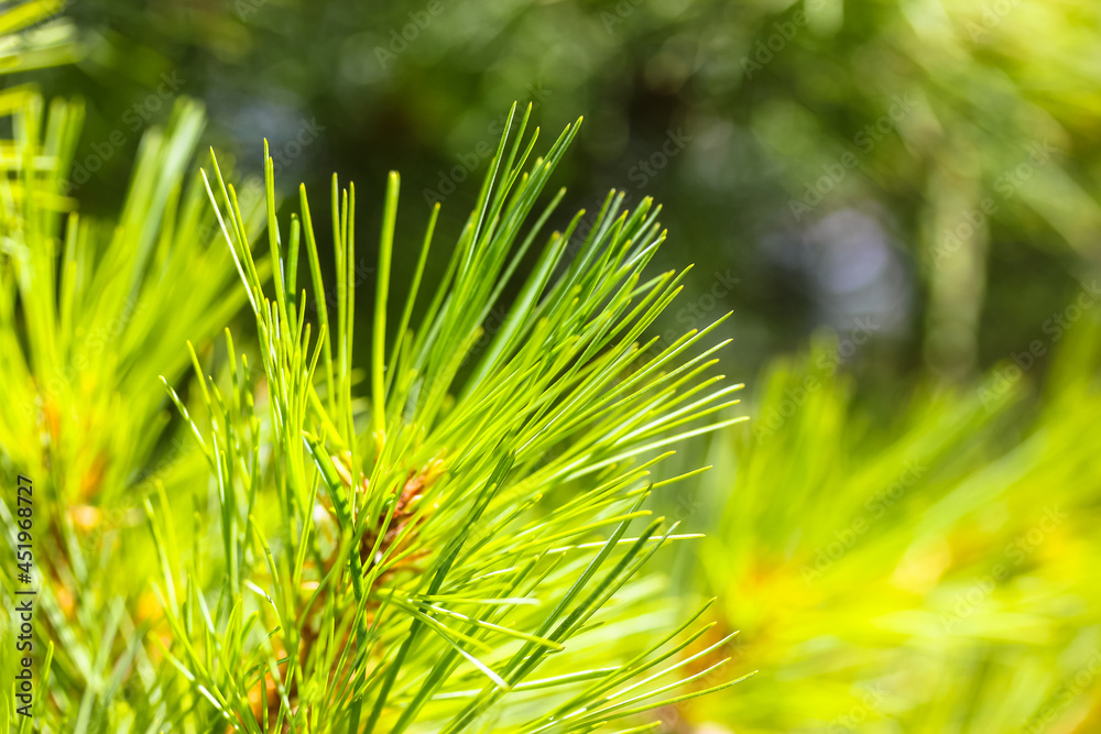 Pine branches background. Long, thin green-yellow spiny needles on a spruce branch at sunny summer, spring day. Tropical, subtropical coniferous forest. New Year's Tree. Natural background. Pine branches background. Long, thin green-yellow spiny needles on a spruce branch at sunny summer, spring day. Tropical, subtropical coniferous forest. New Year's Tree. Natural background.