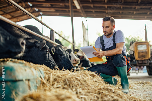 Adult man, trying to remember the cows.