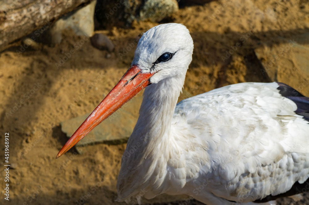 Fototapeta premium Bird stork with red beak close up
