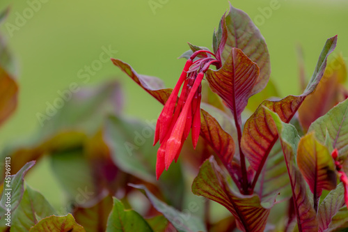 Selective focus of red flower with green leaves in the garden, Fuchsia triphylla is one of over 110 species that comprise the genus Fuchsia, Nature floral background. photo