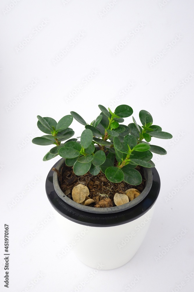 Banyan tree ,Moraceae, ficus annulata small plant green leaf on pot isolated on white background Banyan tree ,Moraceae, ficus annulata small plant green leaf on pot isolated on white background